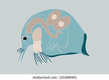 Plankton or water flea shameless vector icon. Cartoon vector icon isolated on blue background.