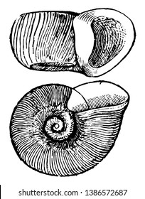 Planorbis Trivolvis is a common pond and river snail, vintage line drawing or engraving illustration.