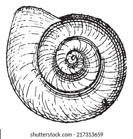 Planorbis, vintage engraved illustration. Dictionary of words and things - Larive and Fleury - 1895. 