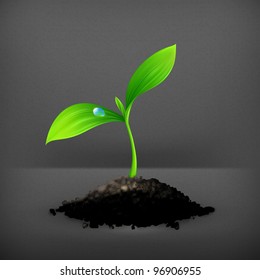 Planta, 10 pasos