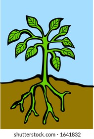 plant
