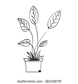 plant