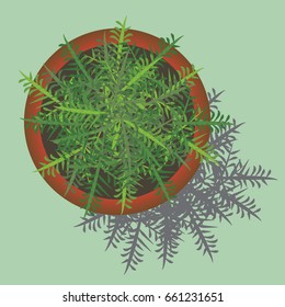 PLANT