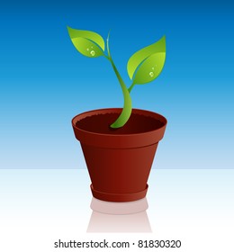 plant