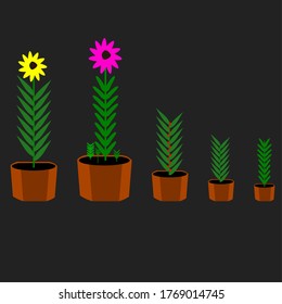 Planta de 5 tamaños diferentes e inferior.