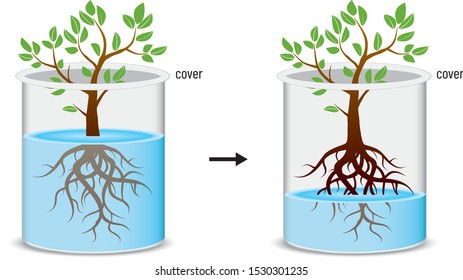 Plant - Absorption, Conduction, Elevation and Transport of Cell Deflection