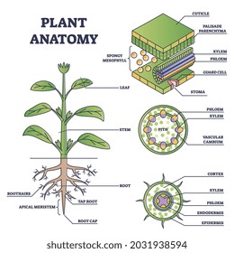 Pflanzenanatomie mit Struktur und Innenansicht Teile Rahmendiagramm. Erziehungsmarkierte Botanik-Erklärung mit Querschnitt für Blume und Blätter Schichten unter Mikroskop-Vektorgrafik.