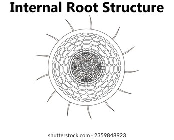 Anatomía de planta con estructura y diagrama de contorno de partes de la vista lateral interna. Explicación de botánica con etiqueta educativa con sección transversal para las capas de flores y hojas bajo el vector microscopio 