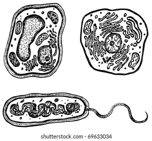 Plant, animal and bacteria cells with organelles. Each cell on it's own layer.