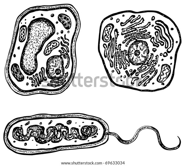 Plant Animal Bacteria Cells Organelles Each Stock Vector (Royalty Free ...