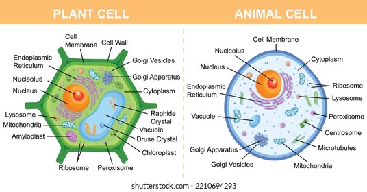 labeled plant and animal cells