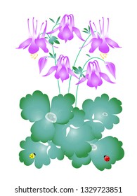 Plant aquilegia with purple flowers. Design for banner, poster, wrapping, card and invitation on a white background.