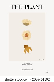 The plant. Autumn flower market poster. Herbarium