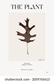 The plant. Autumn flower market poster. Herbarium