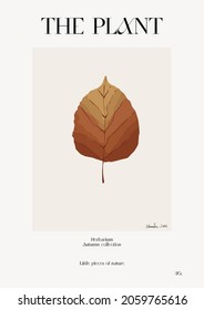 The plant. Autumn flower market poster. Herbarium