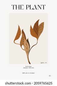 The plant. Autumn flower market poster. Herbarium