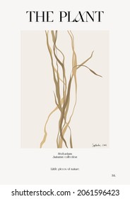 The plant. Autumn flower market poster. Herbarium