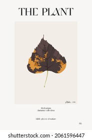 The plant. Autumn flower market poster. Herbarium