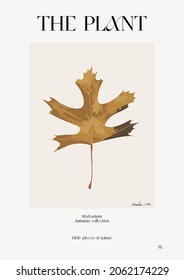 The plant. Autumn flower market poster. Herbarium