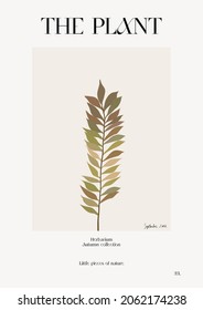 The plant. Autumn flower market poster. Herbarium