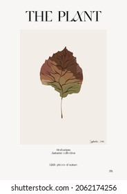 The plant. Autumn flower market poster. Herbarium