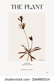 The plant. Autumn flower market poster. Herbarium