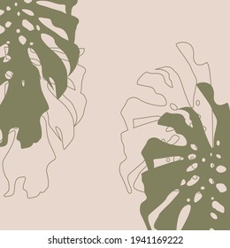 Plant background. Big monstera leaves. Nature. Tropic design. 