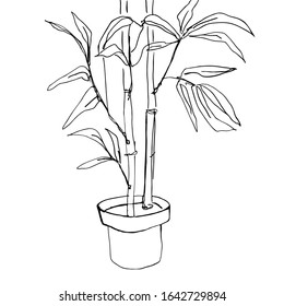 Plant. Bamboo. Line art hand drawn illustration. Black vector sketch isolated on white.