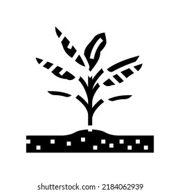 plant banana glyph icon vector. plant banana sign. isolated symbol illustration