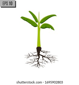 Plant of banana with roots on isolated white background.