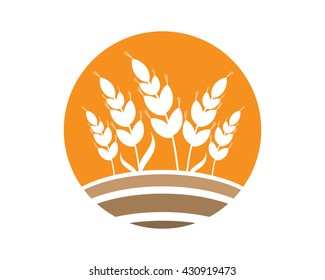 plant barley paddy agriculture harvest image vector