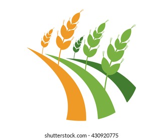 plant barley paddy agriculture harvest image vector