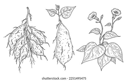 Plantar batatas con hoja, raíz y flor. Ilustración vectorial de grabado vintage en negro. Aislado sobre fondo blanco