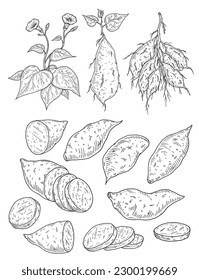Plant batatas with leaf, root and flower. Slice and whole sweet potato. Vintage engraving vector black illustration. Isolated on white background