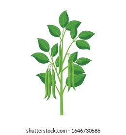 Plant Of Bean Vector Icon.Cartoon Vector Icon Isolated On White Background Plant Of Bean .