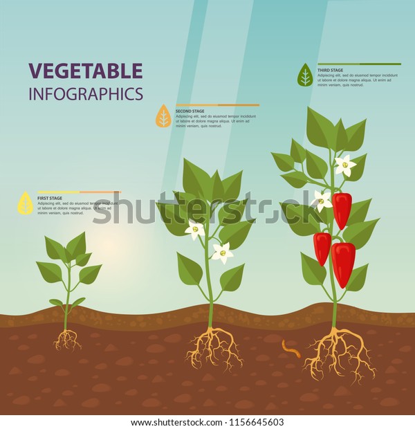 Plant Bell Pepper Growth Infographic Infochart Stock Vector (Royalty ...