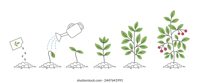 Plant with berries growth stages. Watering can. Seedling development stage. Vector editable illustration.