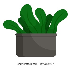 Plant big leaves in flowerpot isolated on white. Tropical element of indoor decoration buds in pot symbol. Gardening potted object for interior of room. Houseplant sign in cartoon style vector