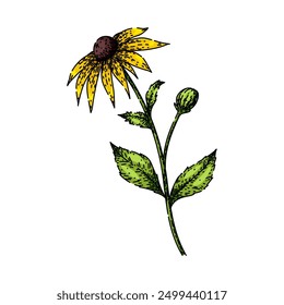 plant black eyed susan hand drawn. garden perennial, yellow bloom, petals rudbeckia plant black eyed susan vector sketch. isolated color illustration