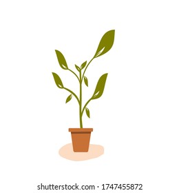 una planta floreciendo en una olla 