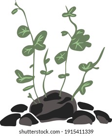 Plant botanical color illustration in vector format 