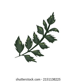 plant branch illustration over white