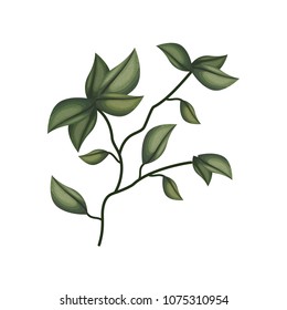 plant branch with leaves