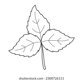 Plant branch line, leaf doodle vector. Botanical line contemporary elements. Vintage hand drawn tree branches with leaves and flowers. Tree branches with leaf and flowers. 