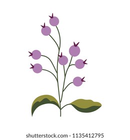 Plant branch with ripe purple berries and green leaves isolated on white background. Natural element for organic design in flat style - vector illustration of botanical decorative object.