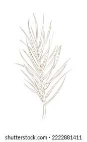 plant branch silhouette over white