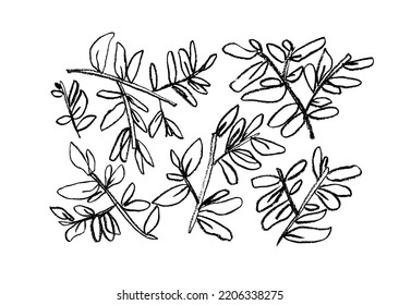Plant branches hand drawn with pencil. Vector illustration of contour branches with leaves isolated on white background. Rough twigs, leaves or sprigs. Clip art and icons botanical elements