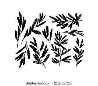 Plant branches with leaves black paint vector illustrations set. Hand drawn foliage branch and twigs silhouettes isolated on white background. Monochrome botanical design elements, dry brush strokes
