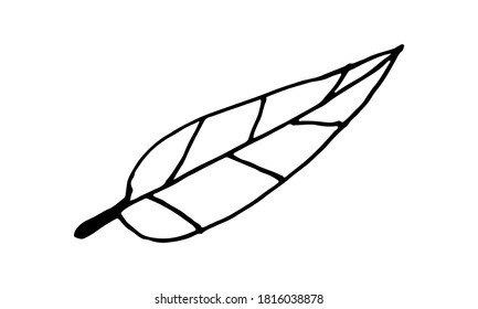 Plant branches and leaves. Hand drawn doodle illustration isolated on white background. Vector elements. Natural template for autumn design, print, greeting card, sticker pack