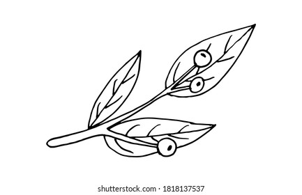 Plant branches and leaves. Hand drawn doodle illustration isolated on white background. Vector elements. Natural template for autumn design, print, greeting card, sticker pack